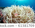 隱藏在海葵中的海葵魚 隱藏在海葵中的海葵魚 61381709