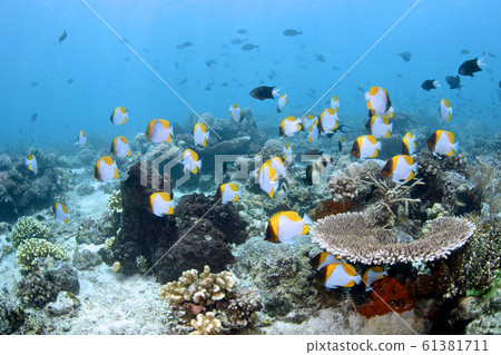 Kasumi蝴蝶群 61381711