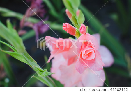 Tender pink blossoming Gladiolus in the garden 61382162