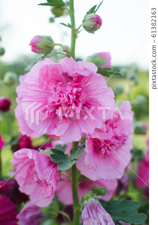 Blooming pink mallow blooming in summer garden 61382163