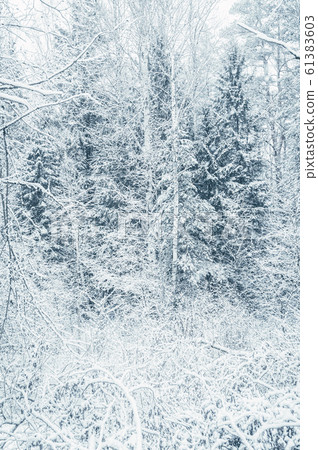Snow covered mixed forest. Vertical layout 61383603