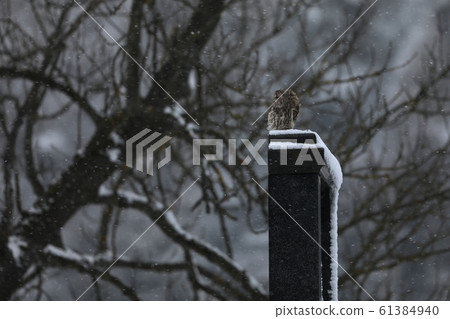 Tawny owl - Strix aluco - sitting on tombstone in 61384940