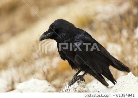 Common raven - Corvus corax - often symbol in 61384941