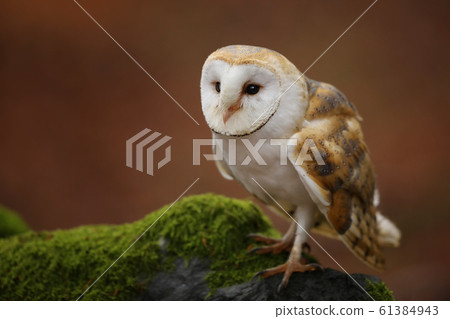 Barn owl - Tyto alba - sit on moss in forest 61384943