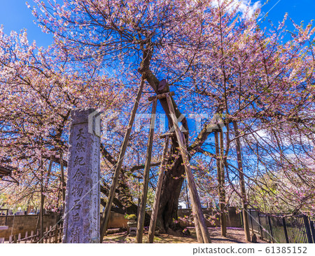 Five Great Cherry Blossoms in Japan Ishido Kama Zakura Five Great Cherry Blossoms in Japan Ishido Kama Zakura 61385152