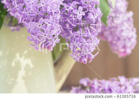 Lilac branches hanging from a vase in the shape of a watering can on a wooden wall background Lilac branches hanging from a vase in the shape of a watering can on a wooden wall background 61385716