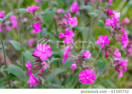 Flowers of a perennial plant Silene dioica known as Red campion or Red catchfly on a forest edge in the summer 61385732