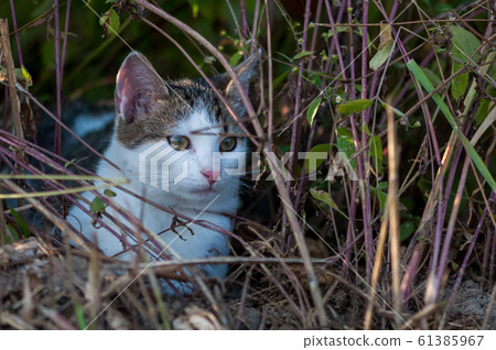 Cat hiding in the grass 61385967