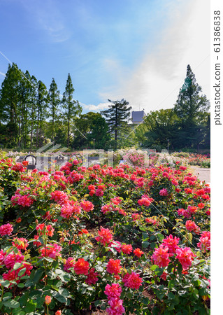 日本大阪宇都保公園玫瑰園的景觀 日本大阪宇都保公園玫瑰園的景觀 61386838