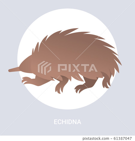 echidna icon cartoon endangered wild australian animal symbol wildlife species fauna concept flat 61387047
