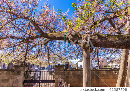 Five Great Cherry Blossoms in Japan Ishido Kama Zakura 61387796