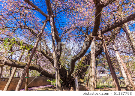 Five Great Cherry Blossoms in Japan Ishido Kama Zakura 61387798