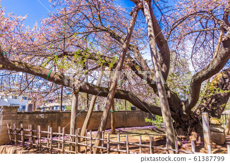 日本的五種大櫻花Ishido Kama Zakura 61387799