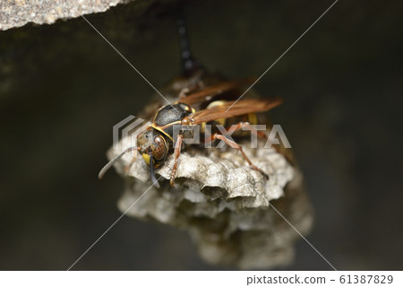 Paper wasp queen and beehive 61387829