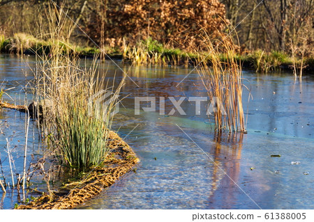 Plants at frozen natural swimming pool filtering water without chemicals, sunny winter day Plants at frozen natural swimming pool filtering water without chemicals, sunny winter day 61388005