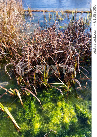 Plants at frozen natural swimming pool filtering water without chemicals, sunny winter day 61388006
