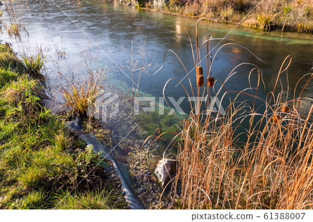 Plants at frozen natural swimming pool filtering water without chemicals, sunny winter day 61388007