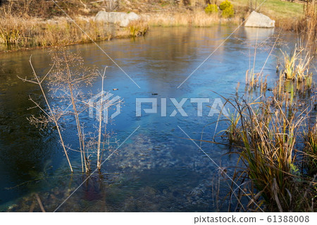Plants at frozen natural swimming pool filtering water without chemicals, sunny winter day Plants at frozen natural swimming pool filtering water without chemicals, sunny winter day 61388008