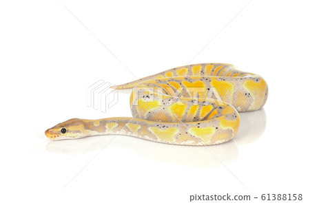 ball python in studio 61388158