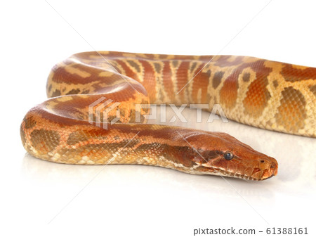 Python brongersmai in studio Python brongersmai in studio 61388161