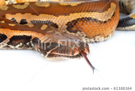 Python brongersmai in studio Python brongersmai in studio 61388164