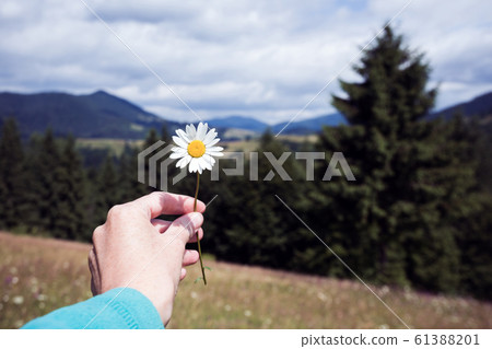 girl holds a camomile in hands 61388201