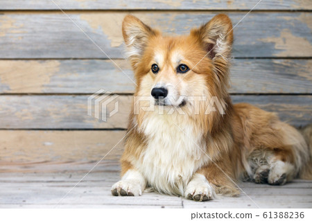 corgi fluffy portrait 61388236