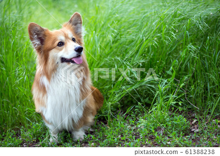 corgi fluffy portrait corgi fluffy portrait 61388238