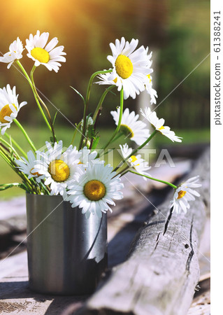 daisies at the cup daisies at the cup 61388241