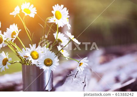 daisies at the cup daisies at the cup 61388242