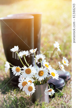 daisies at the cup daisies at the cup 61388243