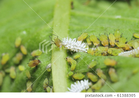 Ladybird lady eating aphids 61388305