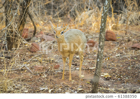 A Dik dik antelope in the Waterberg Plateau National Park, Namibia.  61388350