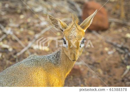 Dik dik antelope in the Waterberg Plateau National Park, Namibia. Dik dik antelope in the Waterberg Plateau National Park, Namibia. 61388378