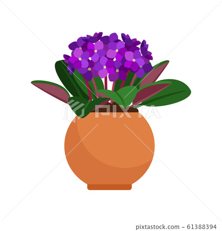Viola house plant in flower pot Viola house plant in flower pot 61388394