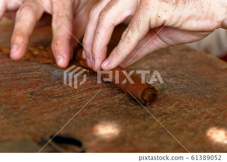 Making a cuban cigar in Viniales - Cuba Making a cuban cigar in Viniales - Cuba 61389052