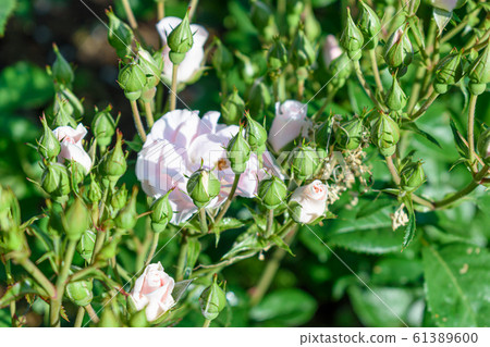 很多白玫瑰花蕾 很多白玫瑰花蕾 61389600