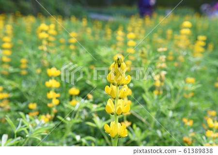 Lupin  flowers     61389838