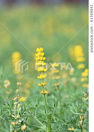 Lupin  flowers     61389841