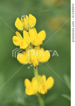 Lupin flowers Lupin flowers 61389843