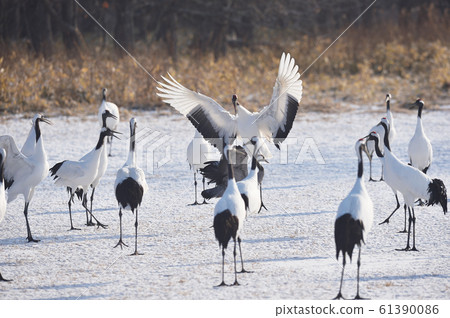 Crawls being driven away by Japanese cranes (Hokkaido) 61390086