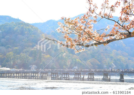 Togetsukyo的櫻花 61390184