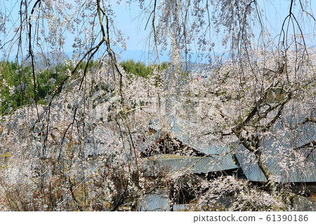 天龍寺的垂枝櫻花 61390186