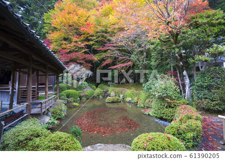 京都大原書院的秋葉 61390205