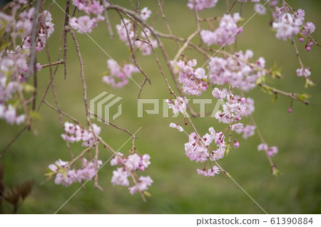 三木的垂枝櫻花 三木的垂枝櫻花 61390884