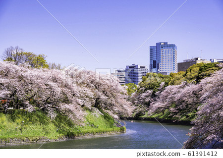 (Tokyo) Chidorigafuchi cherry blossoms in full bloom (Tokyo) Chidorigafuchi cherry blossoms in full bloom 61391412