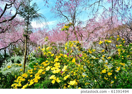 垂枝櫻花和鮮花 61391494
