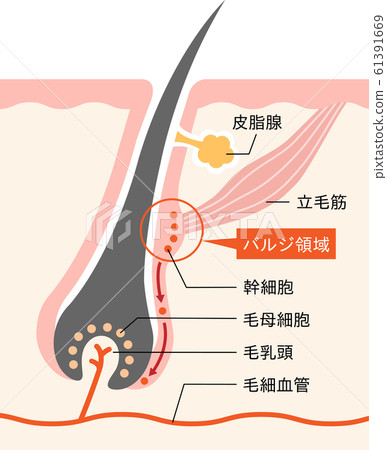 Cross section of bulge area and hair root skin Cross section of bulge area and hair root skin 61391669