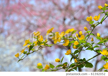Yamabuki花 Yamabuki花 61392052