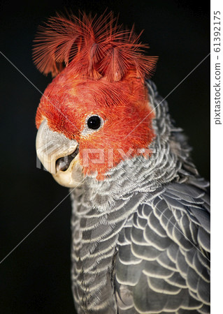 Gang Gang Cockatoo 61392175